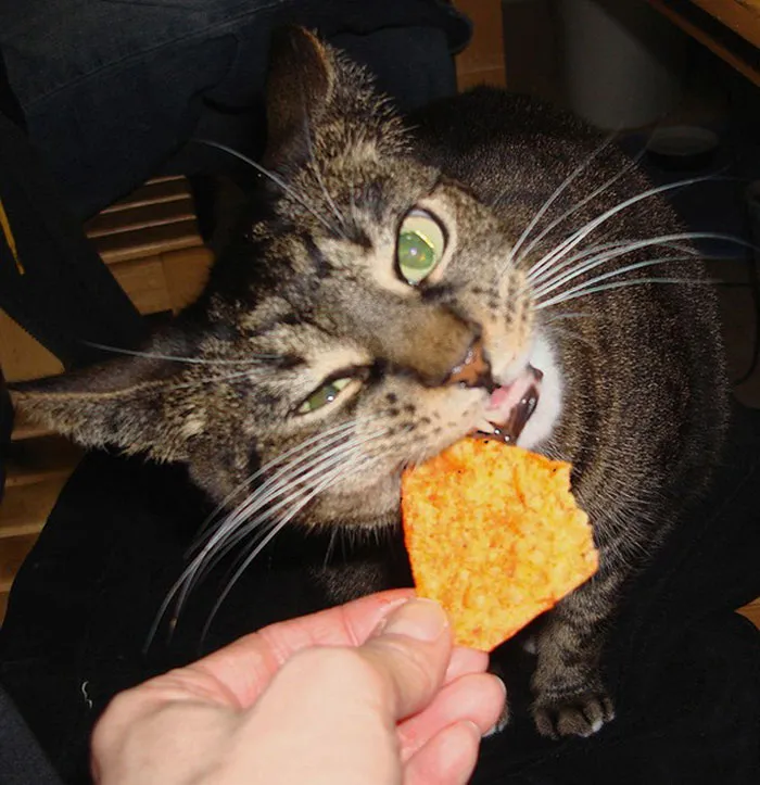 Trying A Dorrito