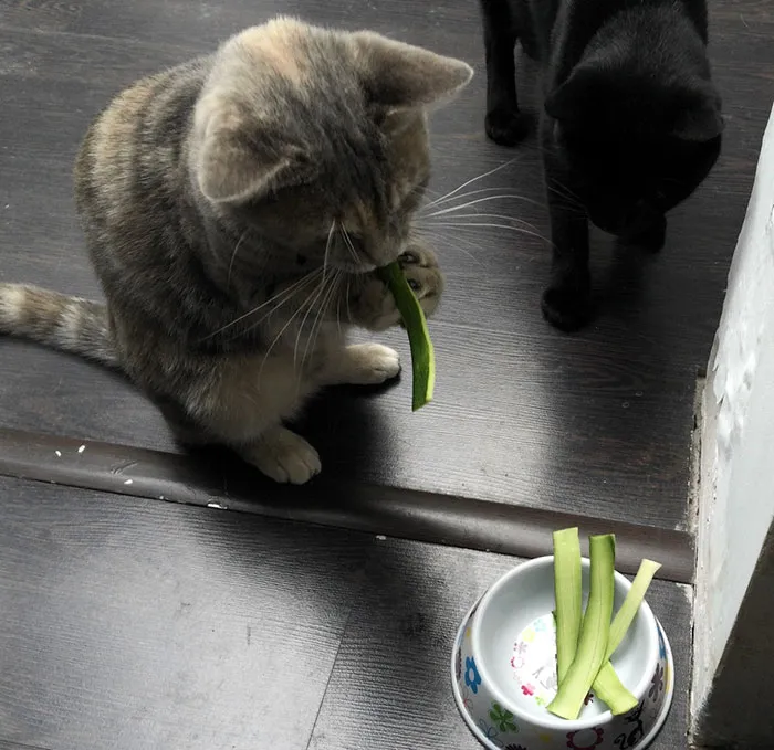 Eating Zucchini
