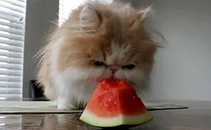 Post Cats Eating Weird Things