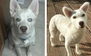 I Make Wool Copies Of Peoples’ Pets