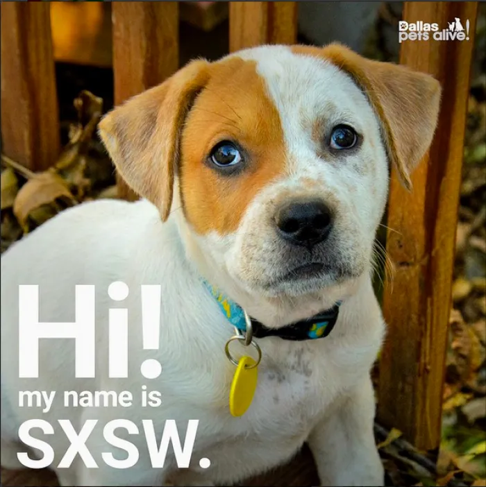 #adoptabletrends Are Trends That You Can Take Home, Feed, Cuddle, Play And Run With.