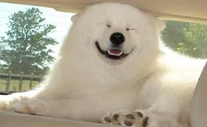 Smiling Dogs