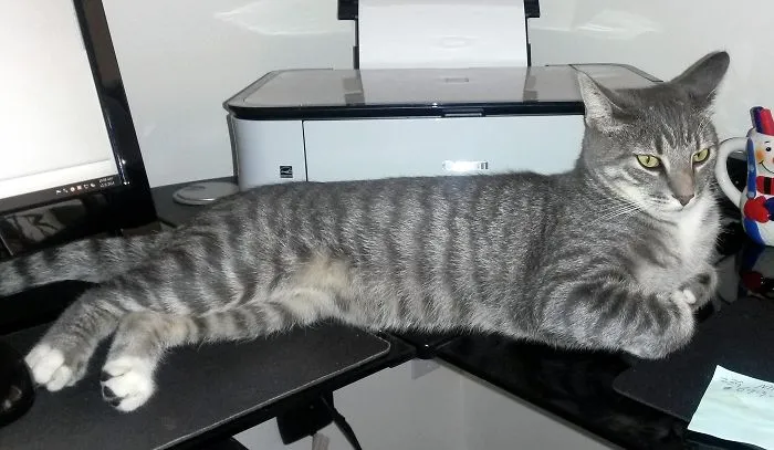 Bonkers' Favorite Spot When I'm Working.
