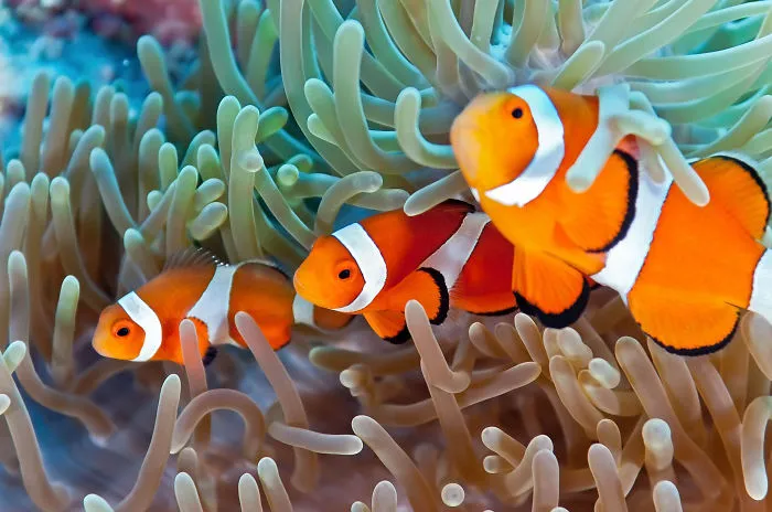 10 Incredibly Colorful Freshwater Aquarium Fishes