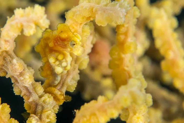 Pygmy Seahorse