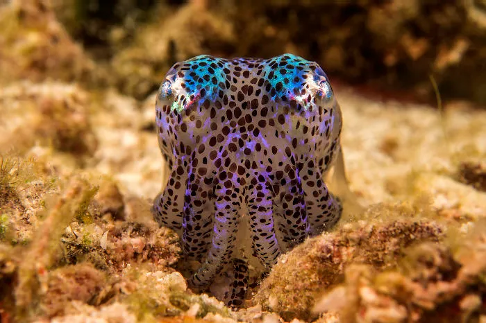 Squid
