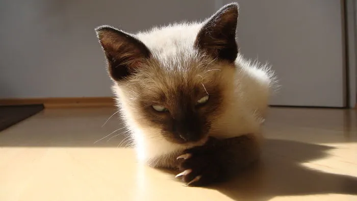 How To Tell If Your Cat's Secretly Planning To Kill You