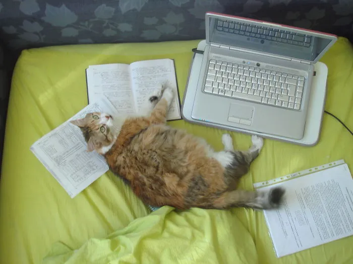 What? I'm Studying!