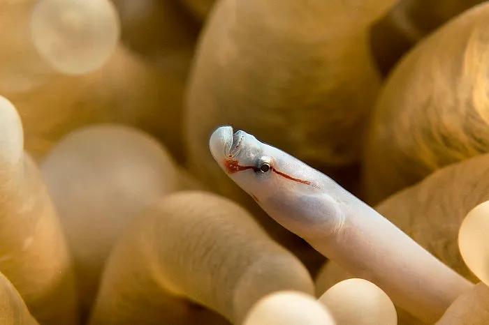 Mushroom Coral Pipefish
