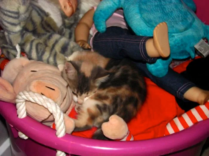 109 Camouflaged Cats That Win At Hide And Seek