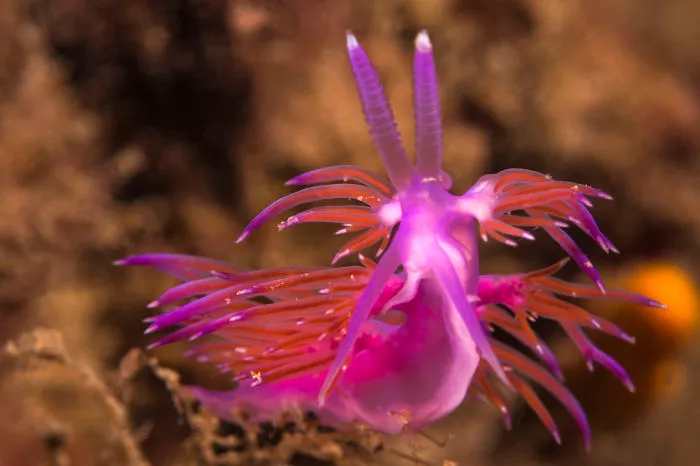 Nudibranch