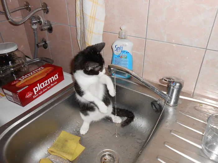 73 Crazy Cats That Actually Love Water