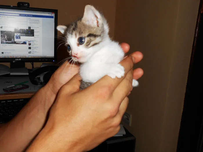 3-week Old Kitten