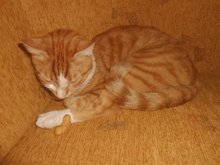 109 Camouflaged Cats That Win At Hide And Seek
