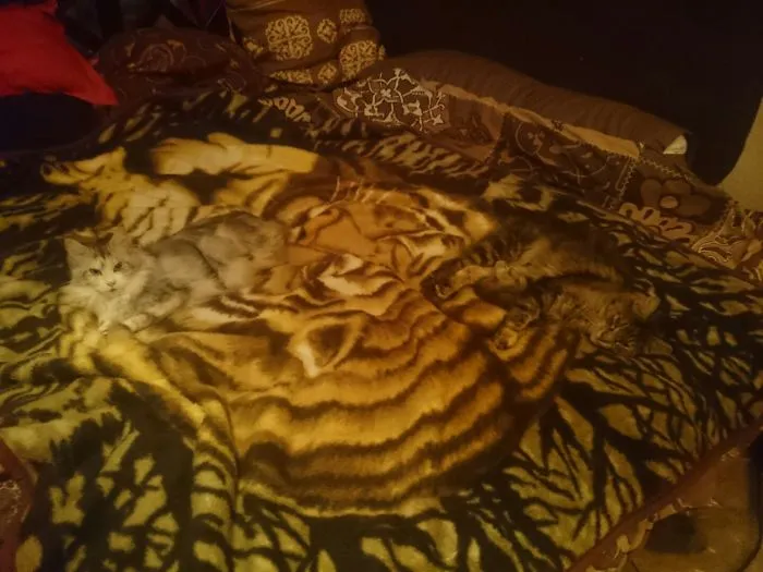 109 Camouflaged Cats That Win At Hide And Seek