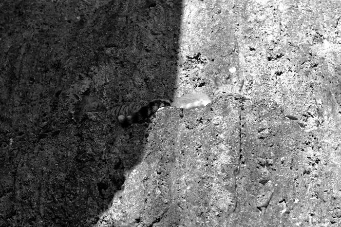 109 Camouflaged Cats That Win At Hide And Seek