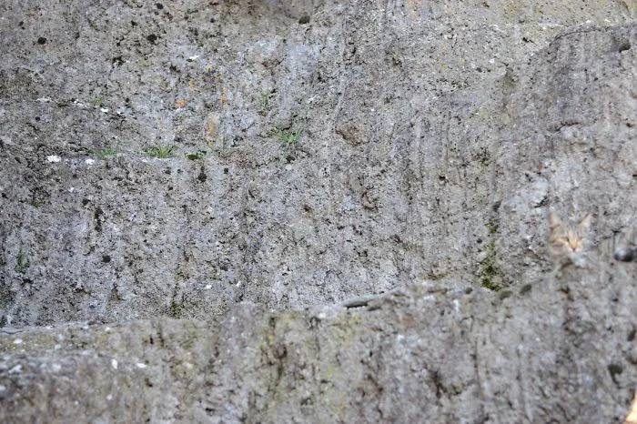 109 Camouflaged Cats That Win At Hide And Seek