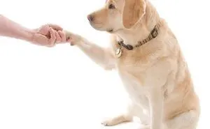 Dog Tips You Will Benefit From Knowing