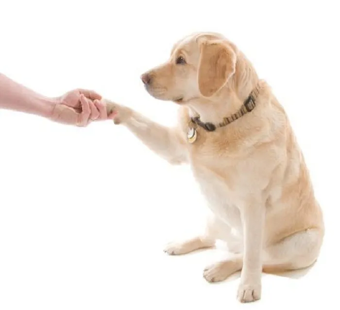 Dog Tips You Will Benefit From Knowing