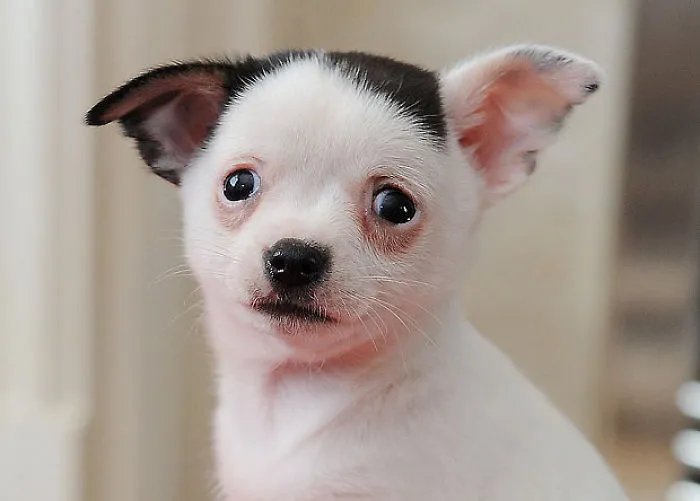 Dog That Looks Like Adolf Hitler
