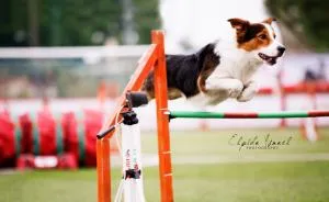 Dog Agility On Stunning Photos By Greek Photographer Elpida Ismael