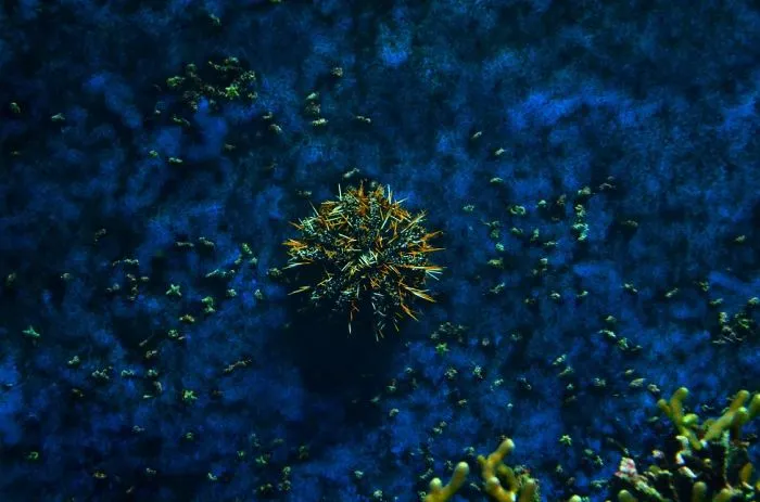 Echinus