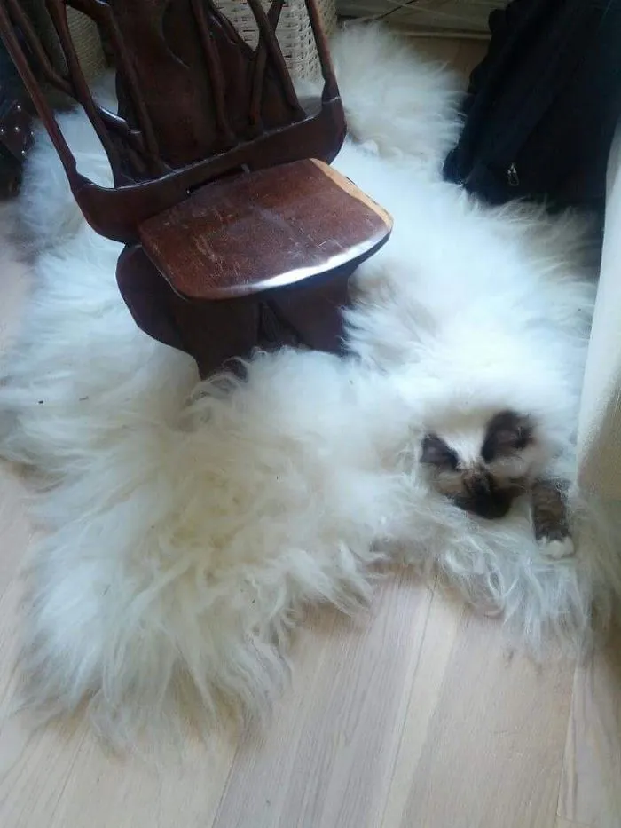 109 Camouflaged Cats That Win At Hide And Seek