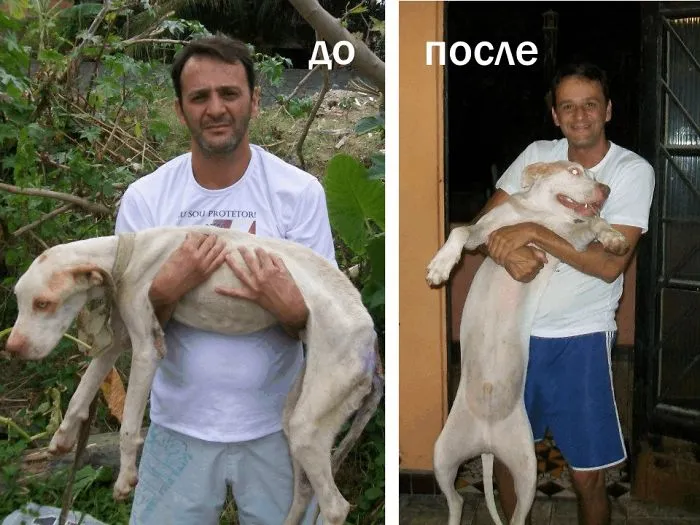 Fighting With Death (photo Story) - A Miracle Rescue Of A Young Pit Bull By Wilson Martins Coutinho