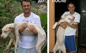 Fighting With Death (photo Story) - A Miracle Rescue Of A Young Pit Bull By Wilson Martins Coutinho