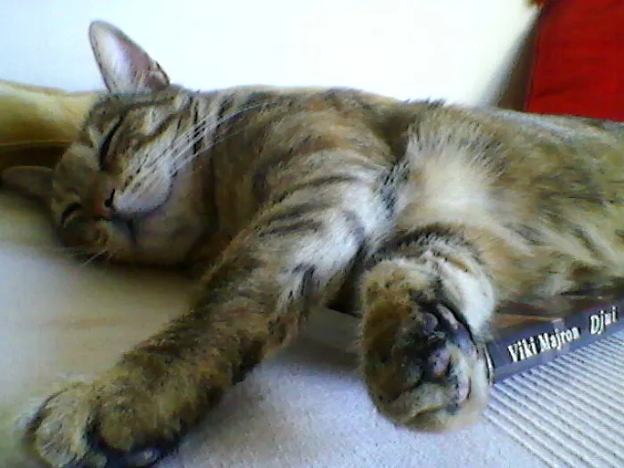 Šaca Iz Tired Of Reading
