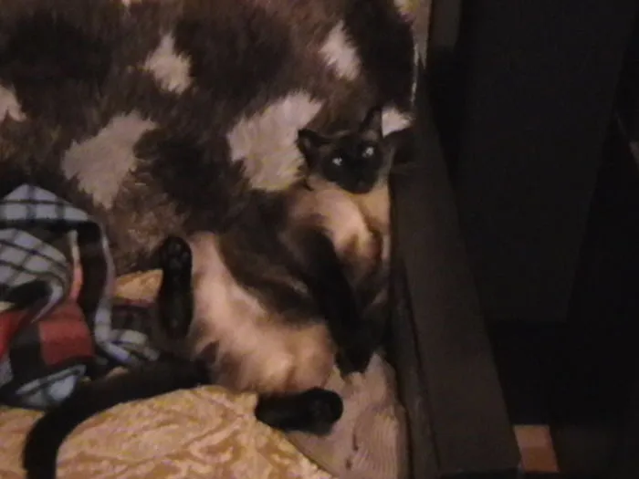 109 Camouflaged Cats That Win At Hide And Seek