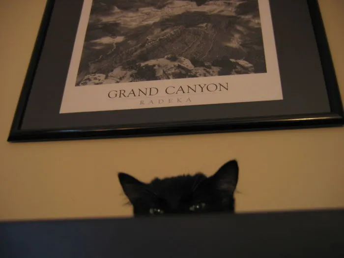 How To Tell If Your Cat's Secretly Planning To Kill You