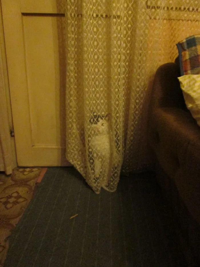 How To Tell If Your Cat's Secretly Planning To Kill You