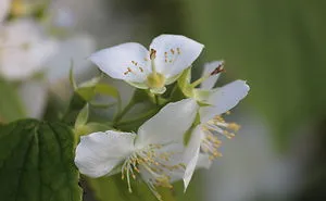 Flowers From Subotica