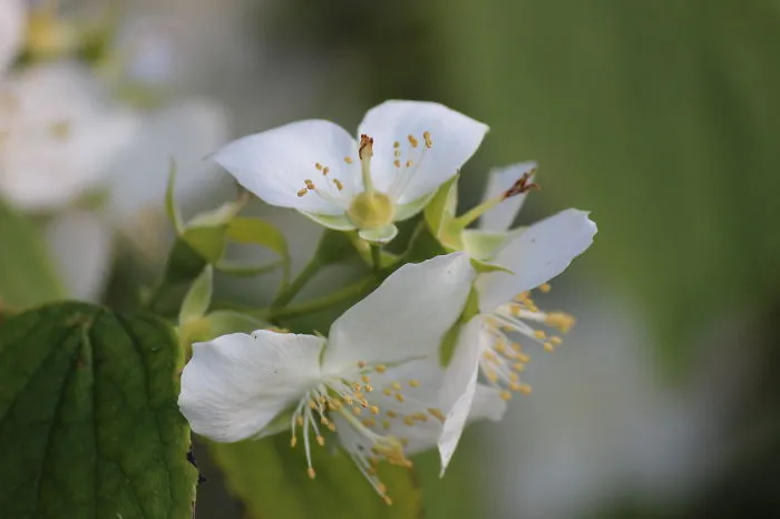 Flowers From Subotica