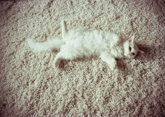 109 Camouflaged Cats That Win At Hide And Seek