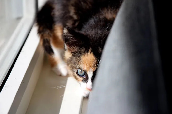 How To Tell If Your Cat's Secretly Planning To Kill You