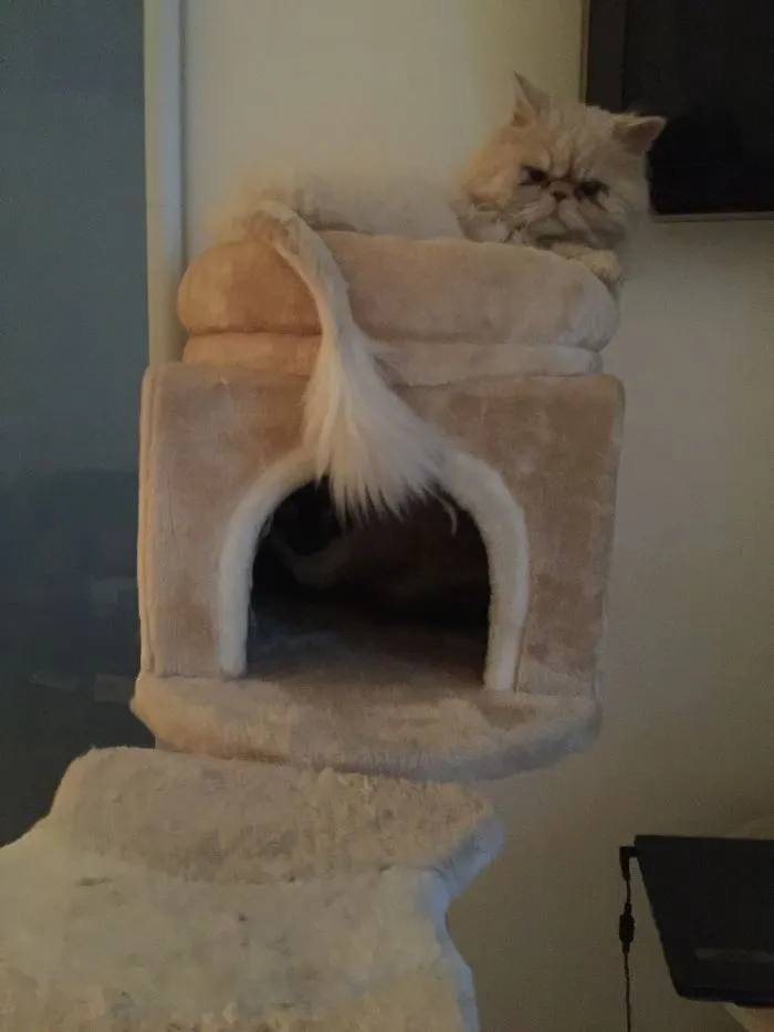 Can You Find The Second Cat?
