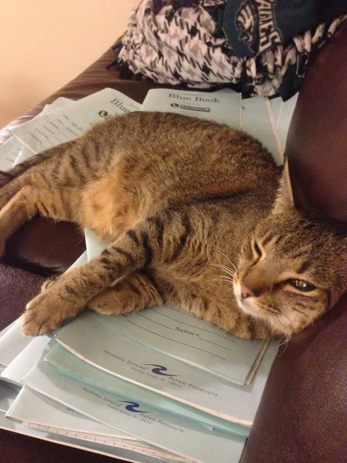 You Do The Petting, I'll Do The Grading.