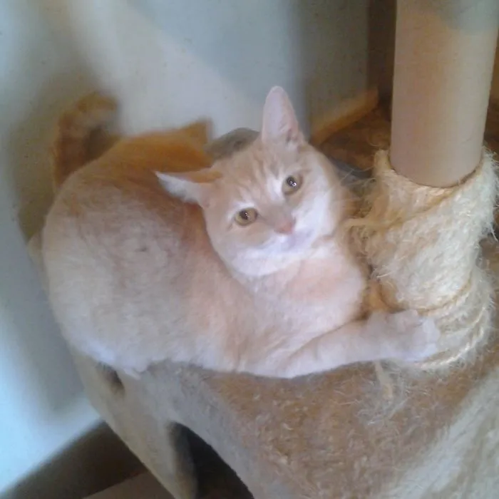 109 Camouflaged Cats That Win At Hide And Seek