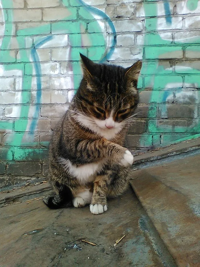 кот бася