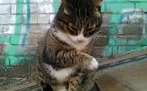кот бася