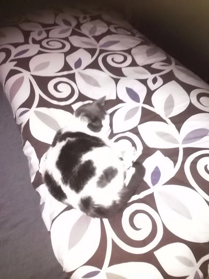 109 Camouflaged Cats That Win At Hide And Seek