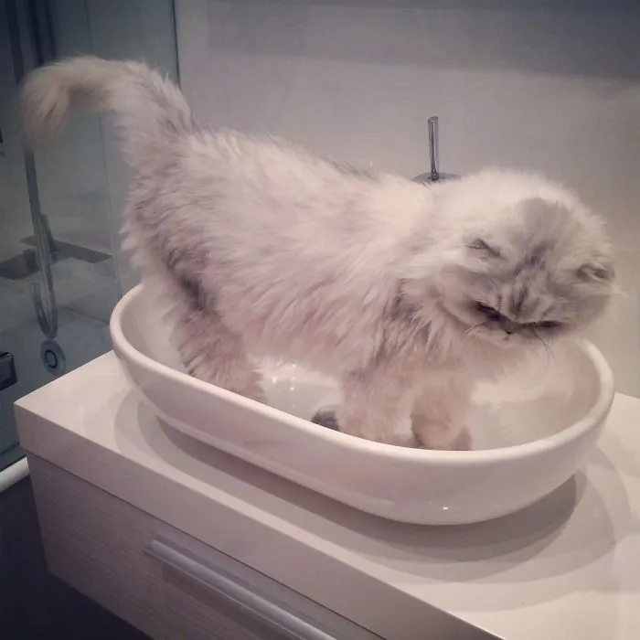 73 Crazy Cats That Actually Love Water