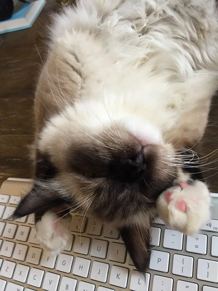 Love A Good Qwerty Nap