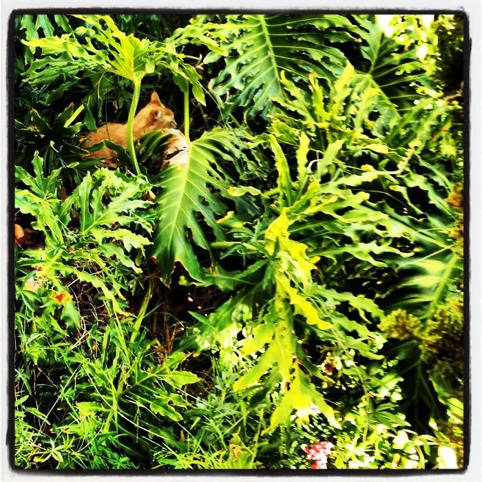 109 Camouflaged Cats That Win At Hide And Seek