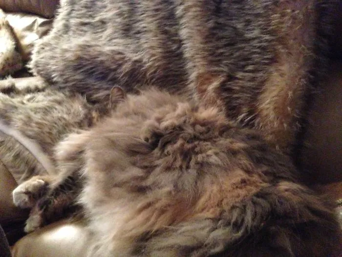 109 Camouflaged Cats That Win At Hide And Seek
