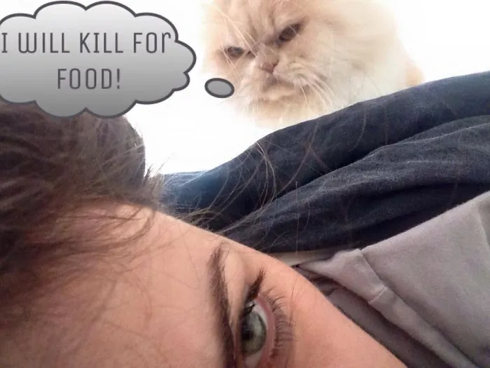 How To Tell If Your Cat's Secretly Planning To Kill You