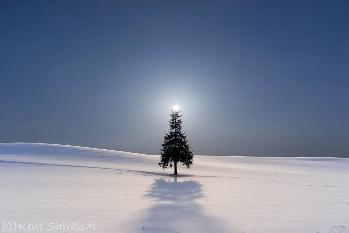 Include The Sun - Hokkaido's Trees And Hill.