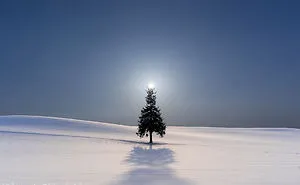 Include The Sun - Hokkaido's Trees And Hill.